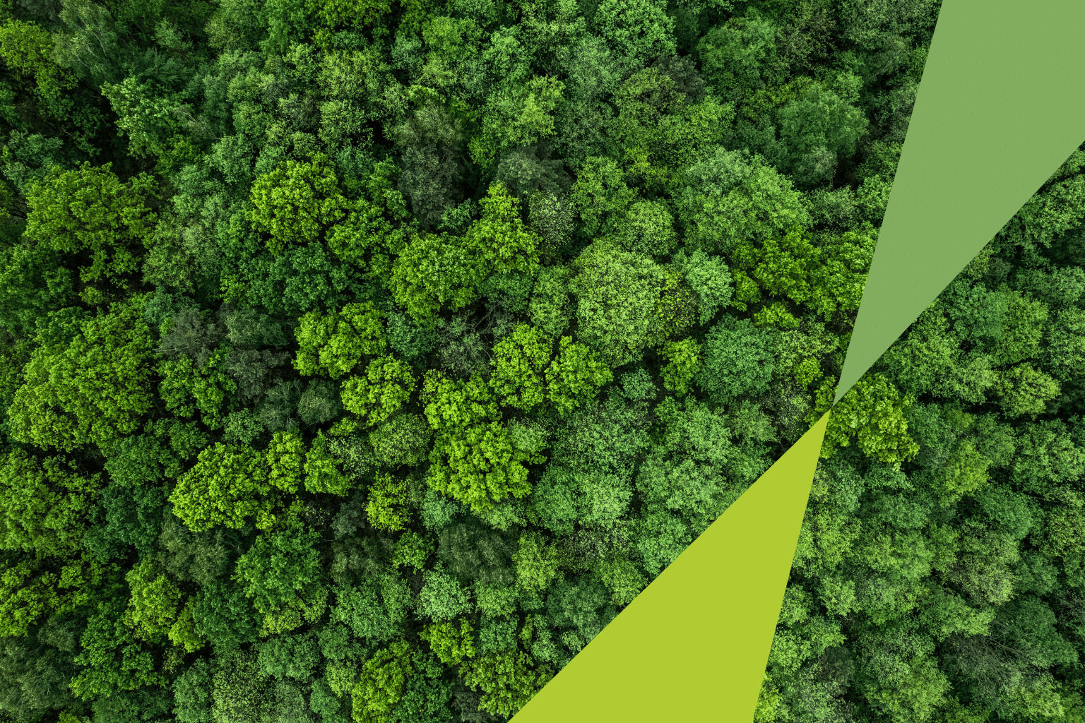 Photo of CLA Malta Forest: Growing with Treedom